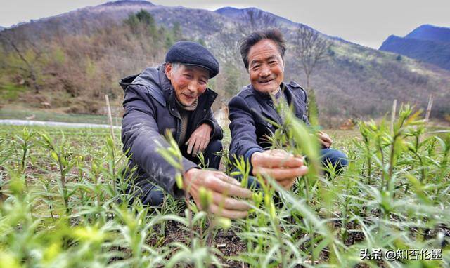 种植什么药材最赚钱收益快（种植哪些中药材“钱”景好并且挣钱快？这几个不过是错过！）