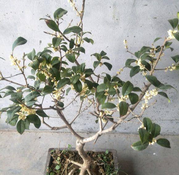 桂花树适合种在家里什么位置（冬天在室内如何养好桂花？）
