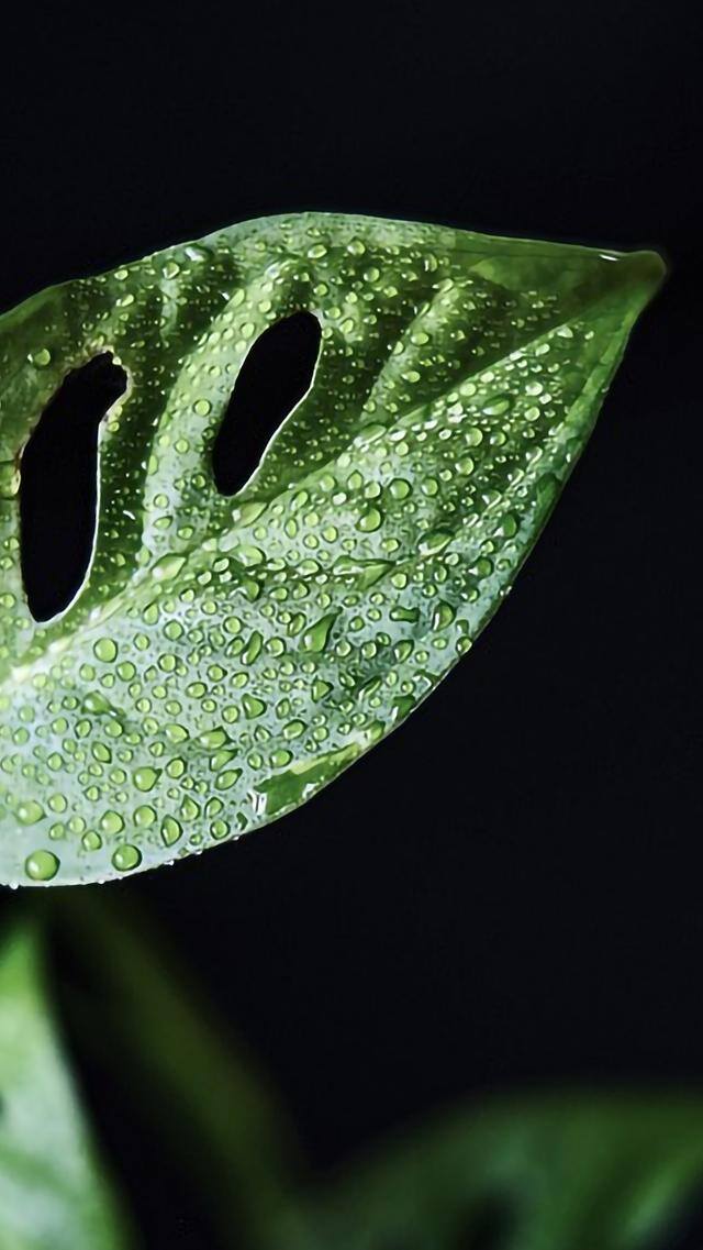 手机壁纸花（植物及花卉清新美图）