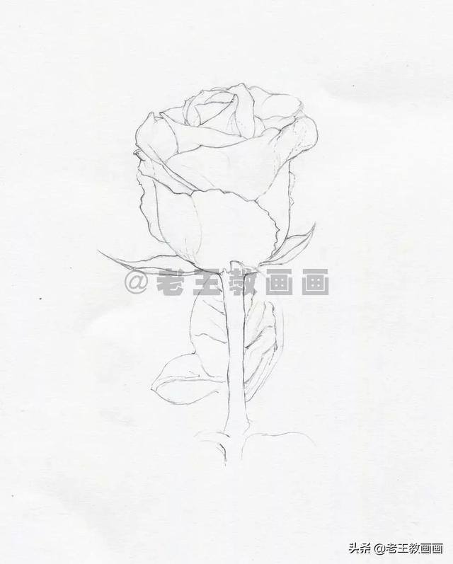 玫瑰花怎么画漂亮又复杂（彩铅教程｜马可·雷诺阿3100油性彩铅48色）