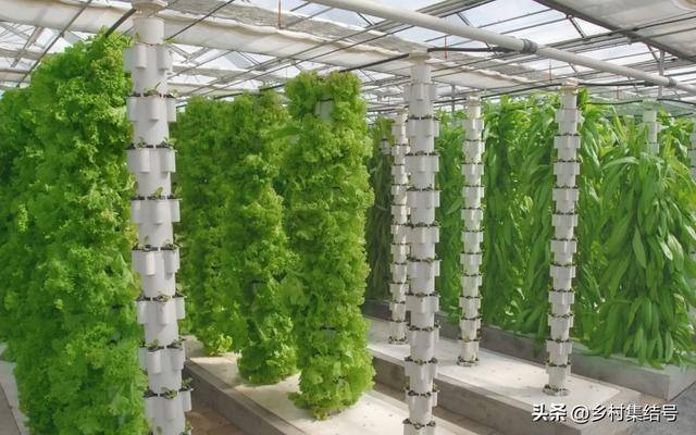 新型农业项目有哪些（新型农业种植技术）