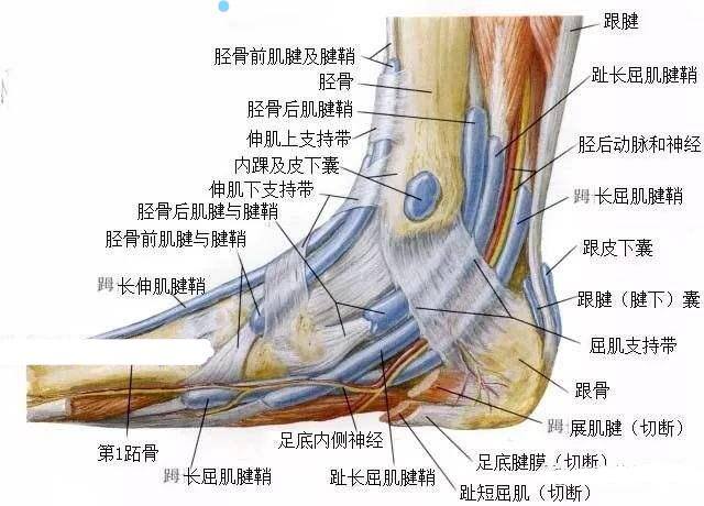 脚崴了可是必须要上班怎么办（关于崴脚的小知识）