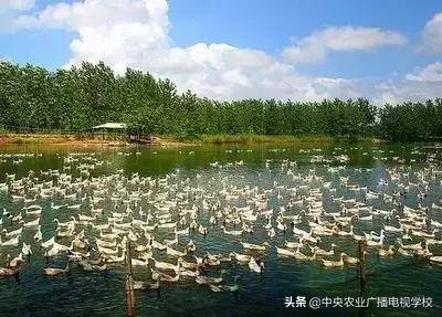 农业养殖养什么（生态养殖模式有哪些？）