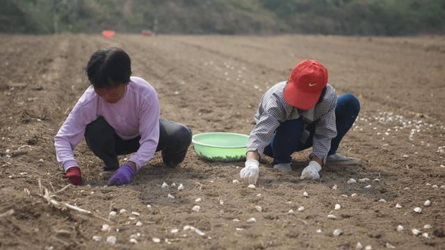 反季节蔬菜大棚种什么最挣钱（山东农民种蒜黄，一个大棚500多平方米，一斤5元你愿意干吗？）