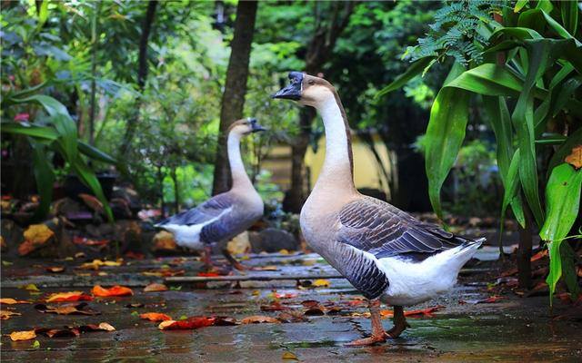1万块钱在农村养殖什么赚钱（在农村，一万元可以启动的养殖项目有哪些？）