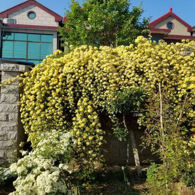 庭院花卉种植品种（最香的几种花卉植物）