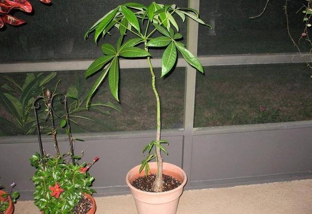 发财树开花（老家门前的发财树，仔细观察才发现开花了）
