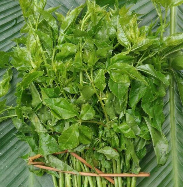 农村常见中草药300种（春天吃什么野菜？）