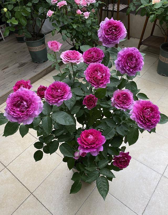 庭院花卉种植品种（最香的几种花卉植物）