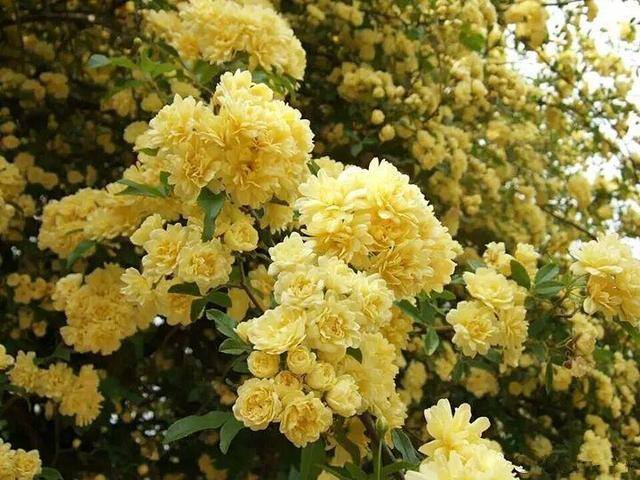 发财树摆放在家里什么位置好（家里养这几种植物，不仅能养花，还能聚财！）