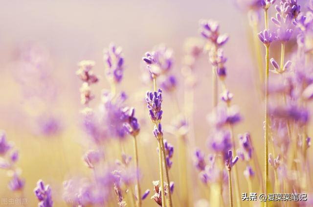 什么副业适合上班族（夏菜菜自媒体创业经验分享）