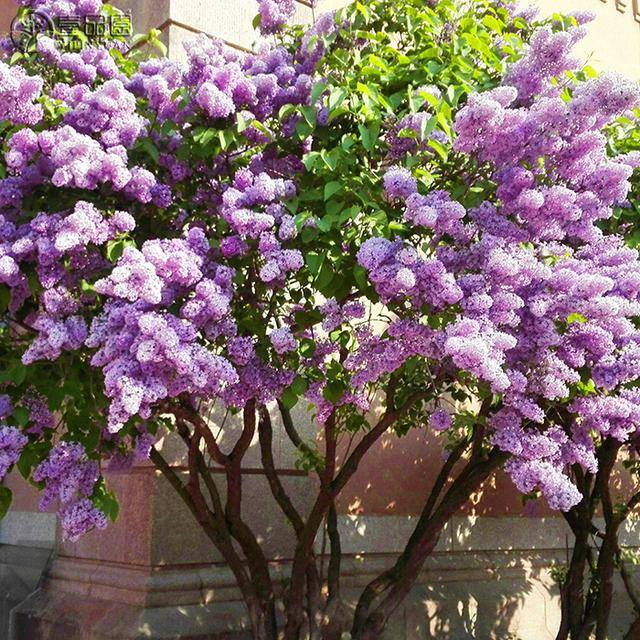 庭院花卉种植品种（最香的几种花卉植物）