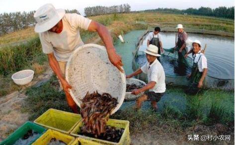 泥鳅室内无土养殖（泥鳅养殖技术：无土养殖的技术）