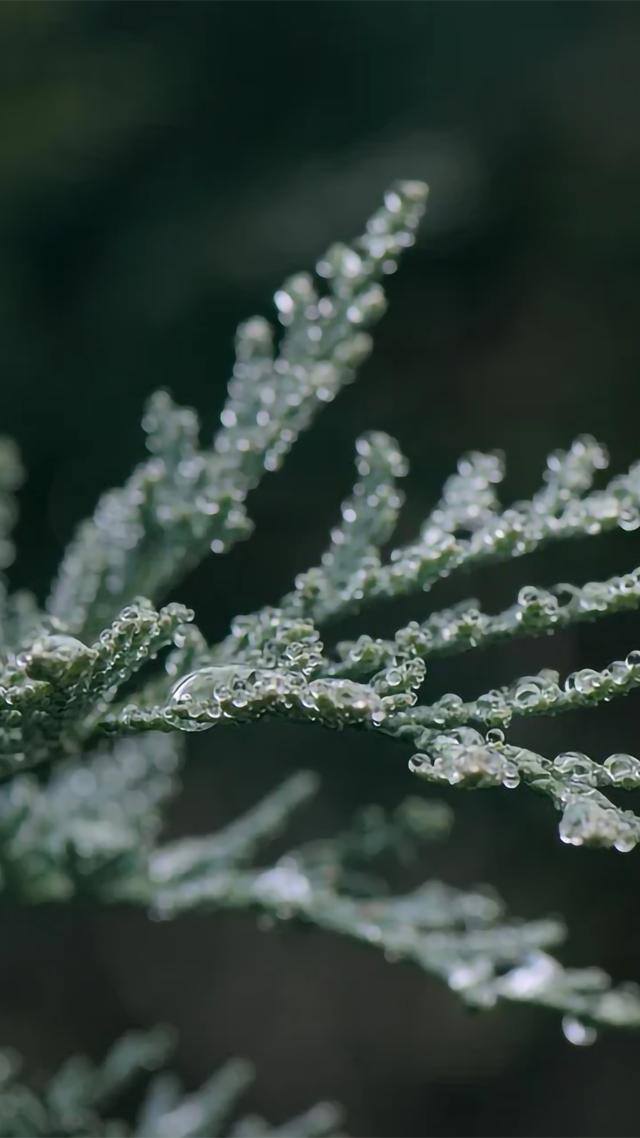手机壁纸花（植物及花卉清新美图）