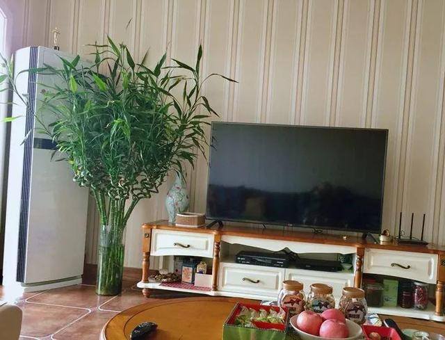 发财树摆放在家里什么位置好（家里养这几种植物，不仅能养花，还能聚财！）