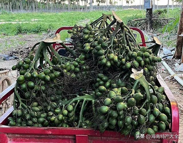 槟榔的价格（海南槟榔青果价格继续下跌）