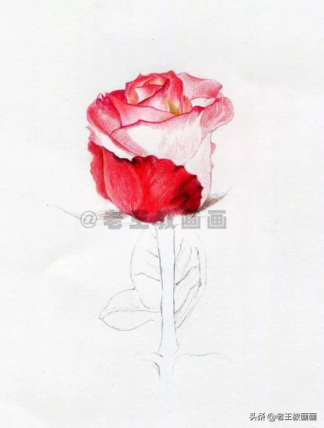 玫瑰花怎么画漂亮又复杂（彩铅教程｜马可·雷诺阿3100油性彩铅48色）