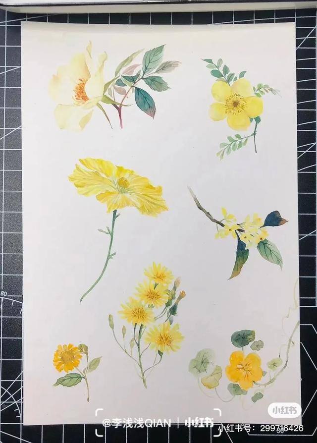 花朵怎么画最漂亮（中国风水彩花卉插画｜李浅浅qian）