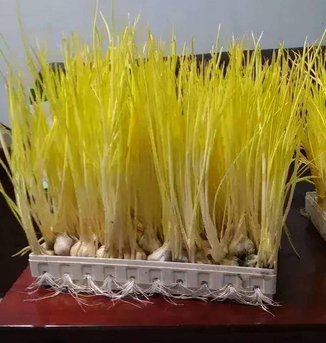 反季节蔬菜大棚种什么最挣钱（山东农民种蒜黄，一个大棚500多平方米，一斤5元你愿意干吗？）