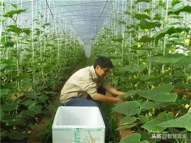 无土种植（有机生态型无土栽培技术）
