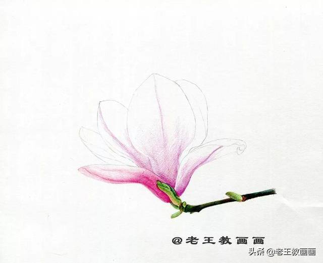 好看的花怎么画（玉兰花（完成稿及使用色号））