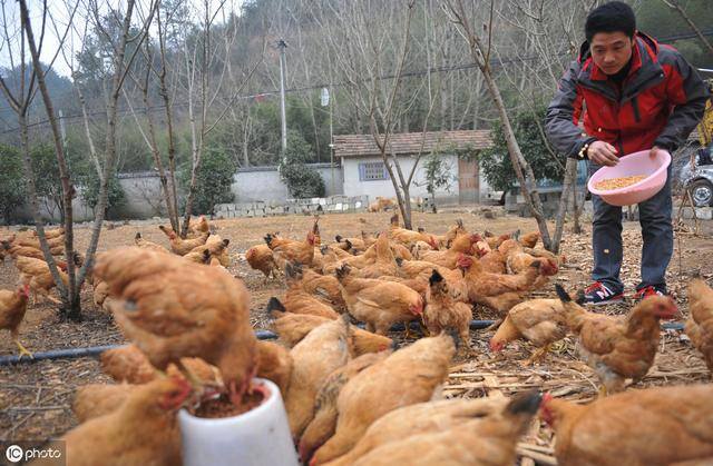 养鸡的利润与成本（养土鸡一亩地可以养多少？）