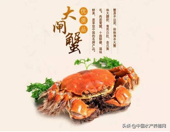 青蟹养殖5亩赚800万（高淳、当涂、宣城河蟹养殖概况）