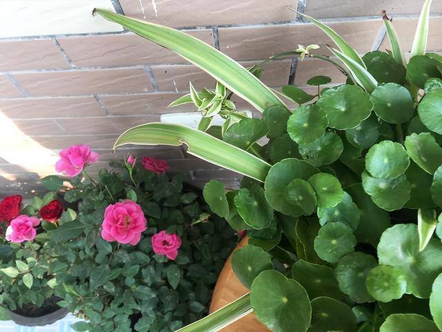 适合在家里室内养殖业（家里养这6种盆栽植物，不仅好看，而且养护容易）
