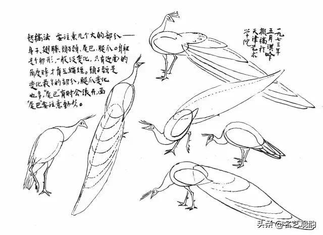 孔雀怎么画简单又漂亮（《花鸟画谱》之孔雀的画法）