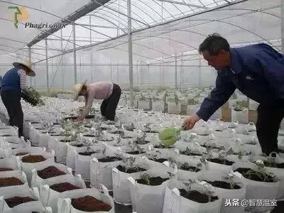 无土种植（有机生态型无土栽培技术）