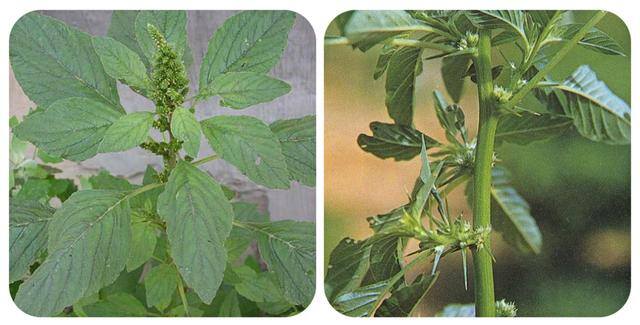 农村常见中草药300种（春天吃什么野菜？）