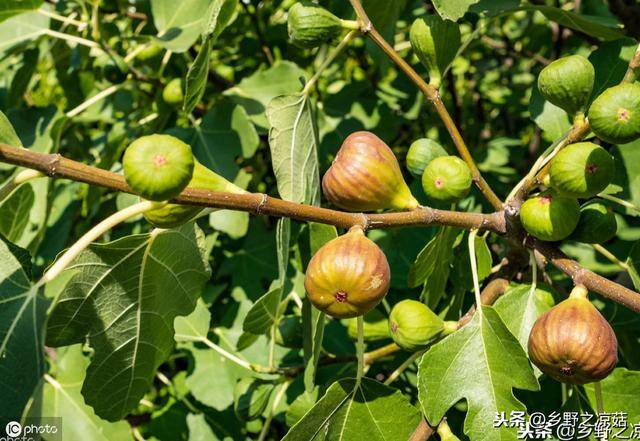 家庭自制无花果干（无花果干怎么做好吃？）