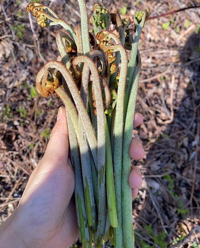 农村常见中草药300种（春天吃什么野菜？）