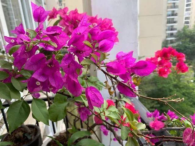 发财树摆放在家里什么位置好（家里养这几种植物，不仅能养花，还能聚财！）