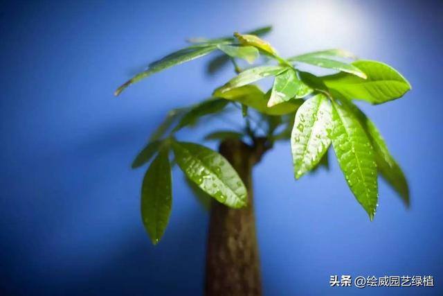 特别容易发财的名字（这8种植物，摆在家里能旺财！）