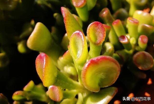 吸财树怎么养（4月养吸财树，打开3个“小开关”，新芽猛长，株型红艳艳）