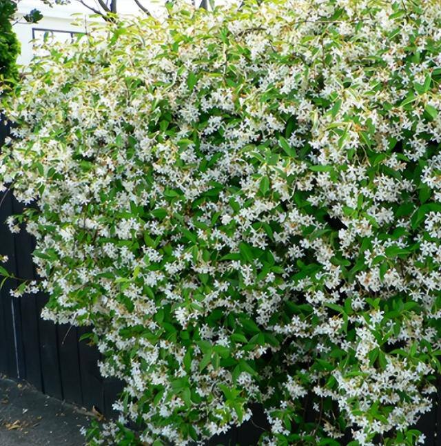 庭院花卉种植品种（最香的几种花卉植物）