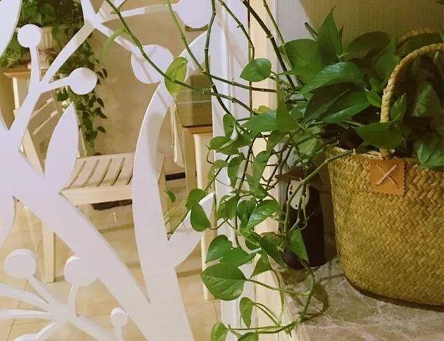 发财树摆放在家里什么位置好（家里养这几种植物，不仅能养花，还能聚财！）