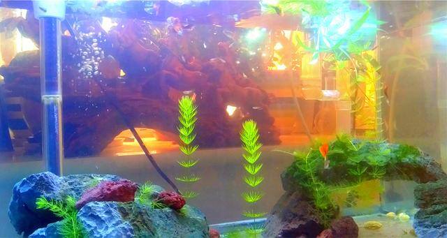 矿泉水瓶的手工制作（大神创意发明，用杯子制作永久的水循环，厉害了）