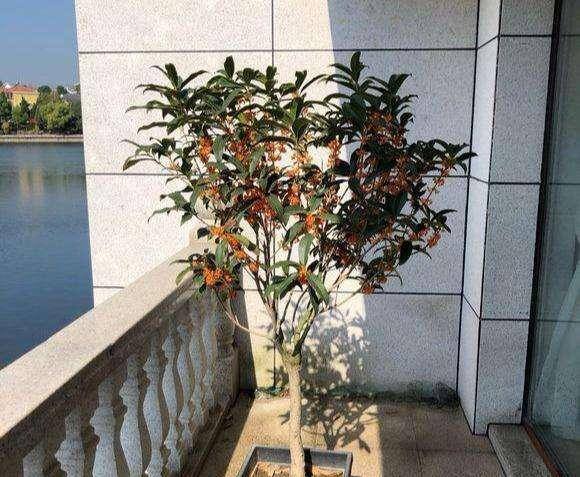 桂花树适合种在家里什么位置（冬天在室内如何养好桂花？）