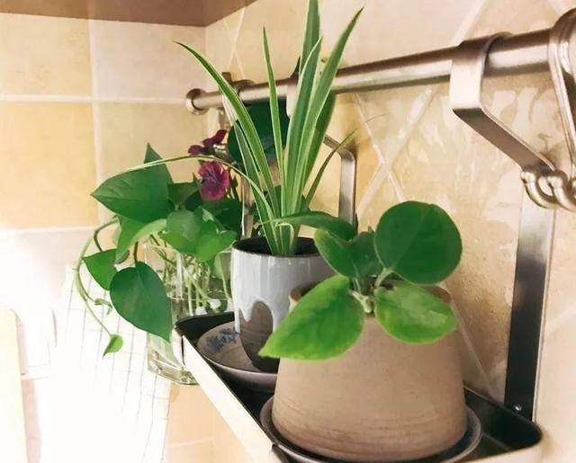 发财树摆放在家里什么位置好（家里养这几种植物，不仅能养花，还能聚财！）