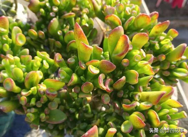 吸财树怎么养（4月养吸财树，打开3个“小开关”，新芽猛长，株型红艳艳）