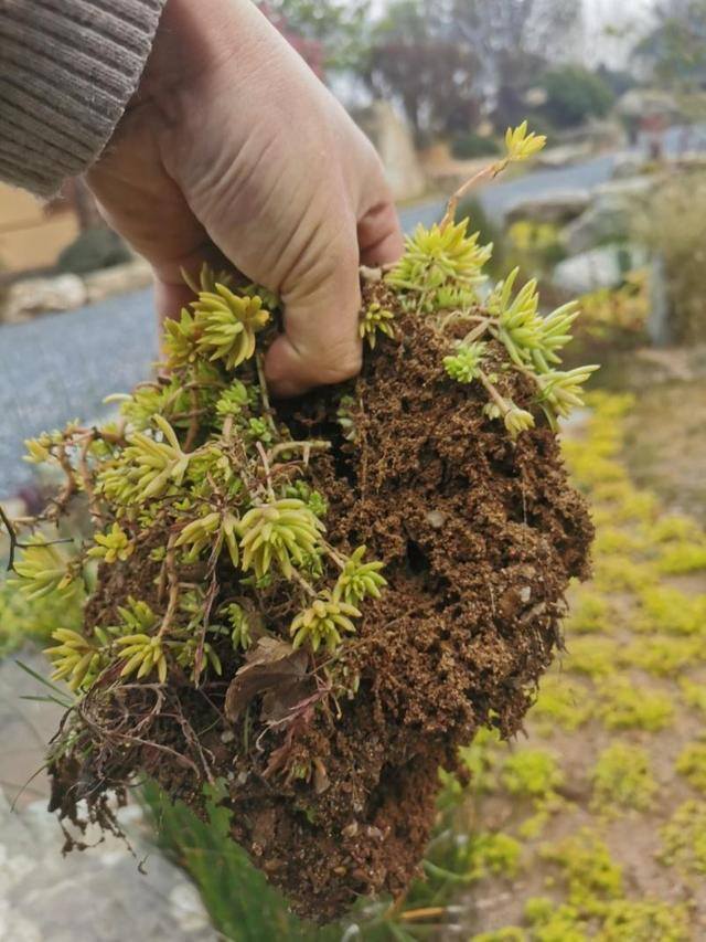 一亩地种什么挣10万（佛甲草在各类景观中的应用）
