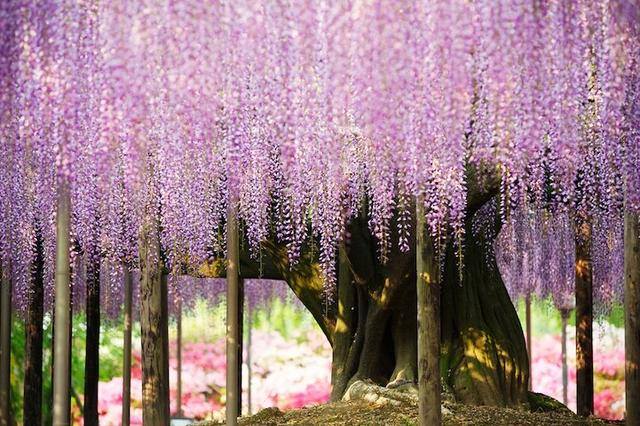 庭院花卉种植品种（最香的几种花卉植物）
