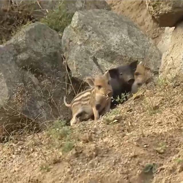 承包1000亩土地种粮食赚钱吗（农村小伙卖黑猪肉，10天卖出20多头猪）