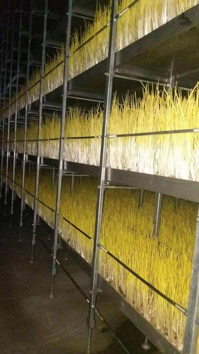 反季节蔬菜大棚种什么最挣钱（山东农民种蒜黄，一个大棚500多平方米，一斤5元你愿意干吗？）