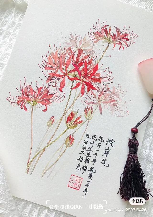 花朵怎么画最漂亮（中国风水彩花卉插画｜李浅浅qian）