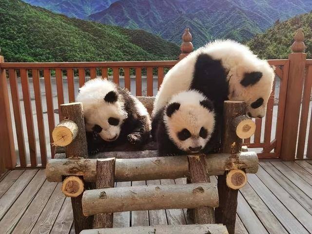 熊猫多少钱（德国柏林动物园的大熊猫）