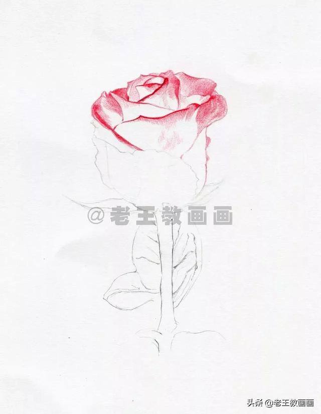 玫瑰花怎么画漂亮又复杂（彩铅教程｜马可·雷诺阿3100油性彩铅48色）