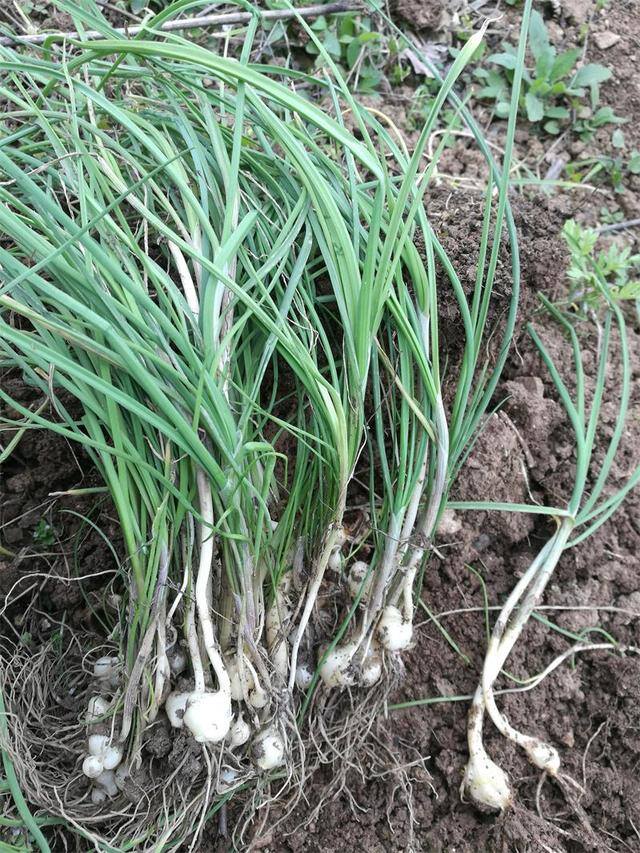 农村常见中草药300种（春天吃什么野菜？）
